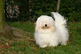 COTON DE TULEAR 010